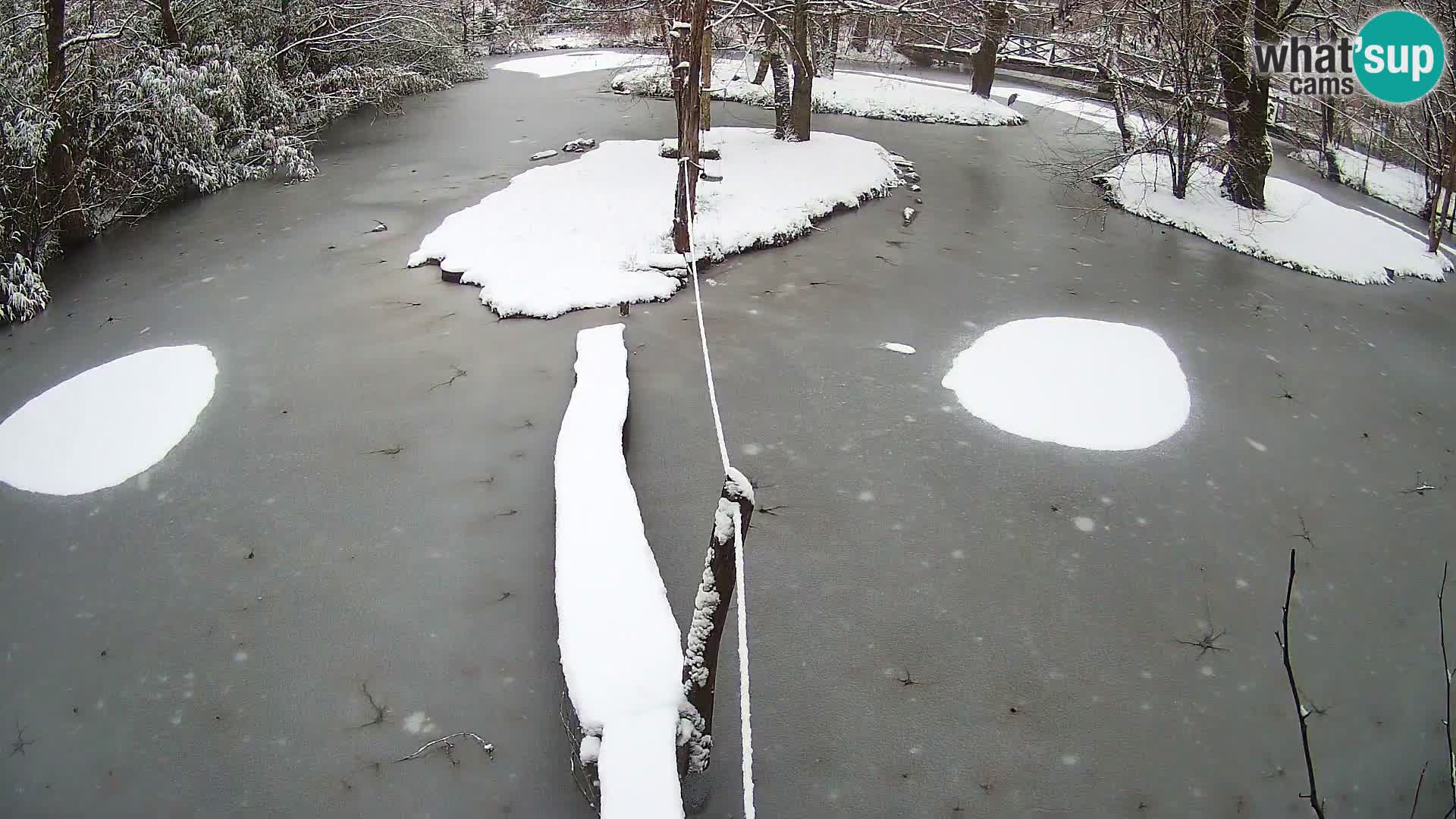 Vari bianconero Zoo Ljubljana webcam