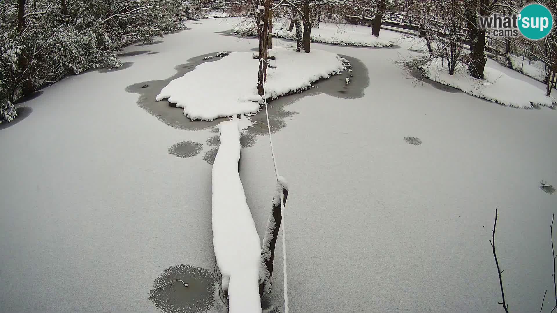 Navadni vari v živo – Ljubljana živalski vrt
