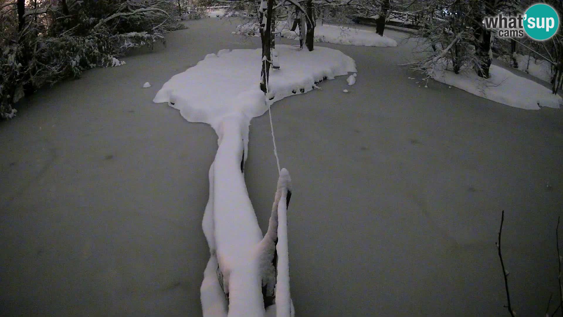Black and white ruffed lemur Ljubljana Zoo live cam