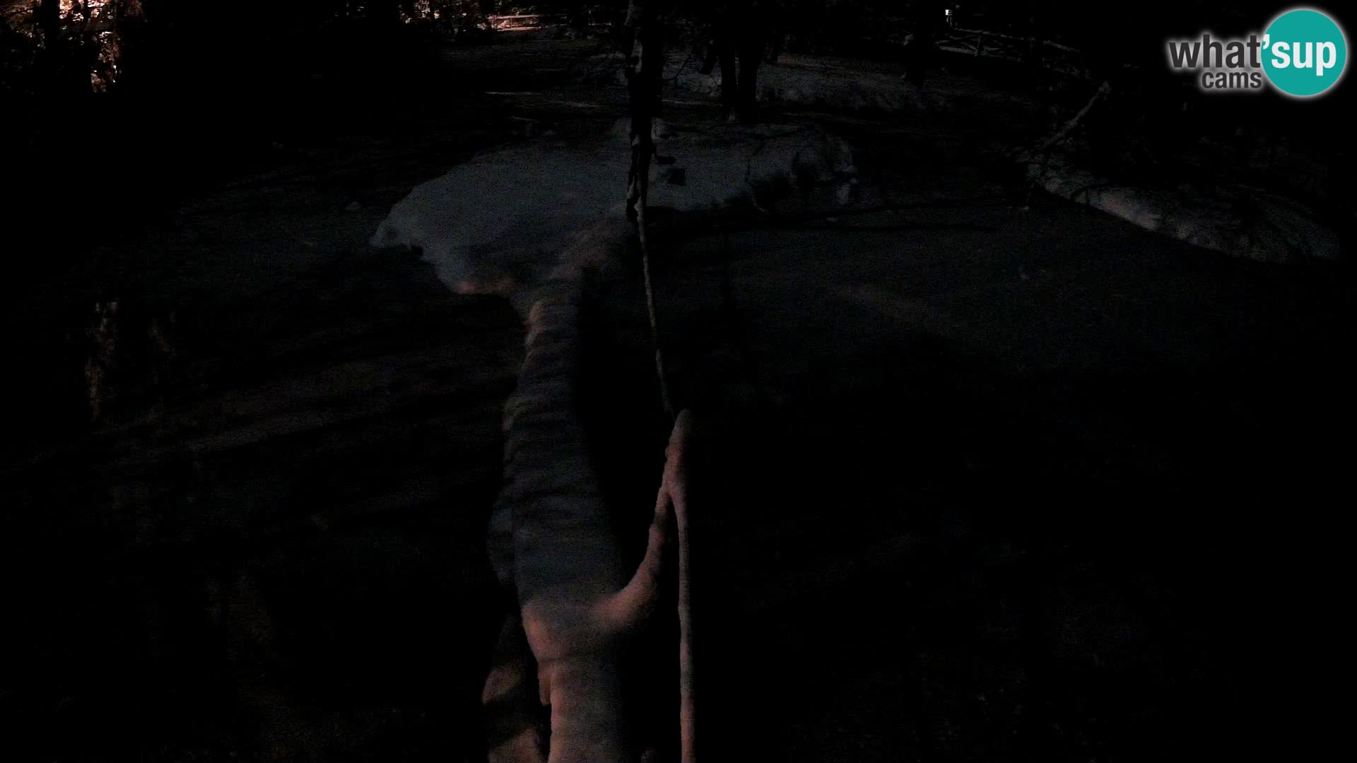 Vari noir et blanc – Ljubljana ZOO livecam