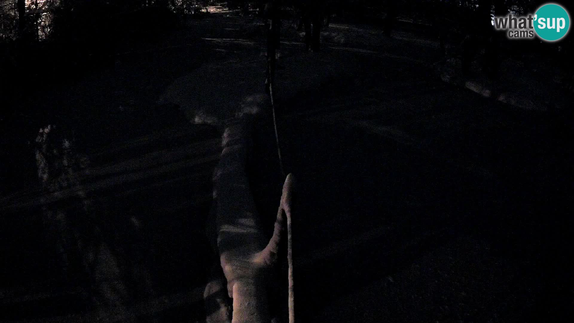 Navadni vari v živo – Ljubljana živalski vrt