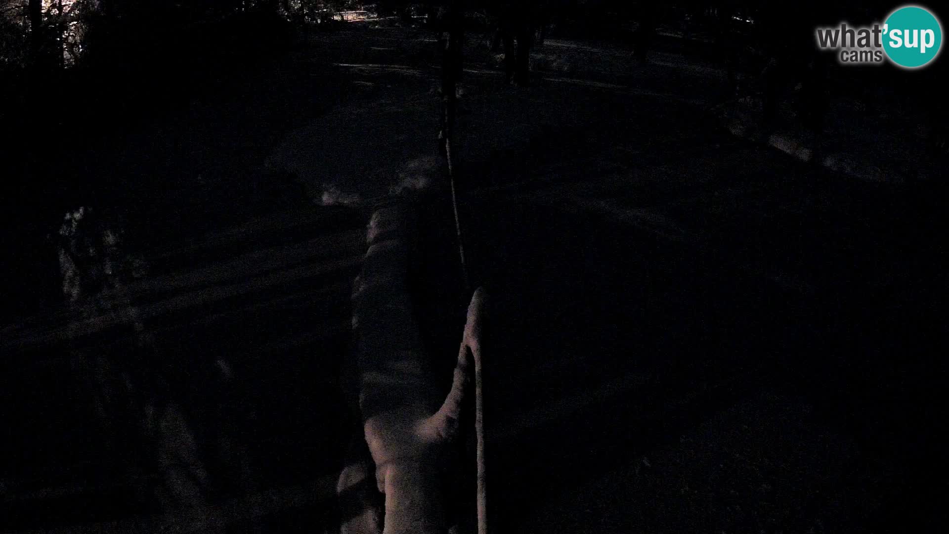 Vari bianconero Zoo Ljubljana webcam