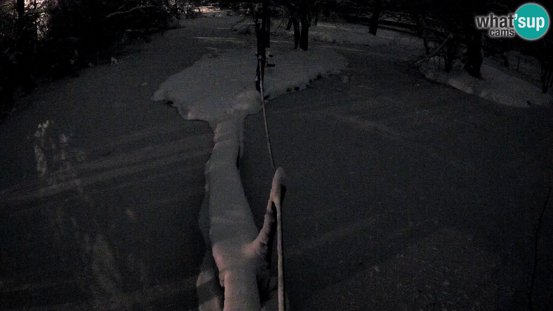 Lémur rufo blanco y negro – Ljubljana Zoo en vivo