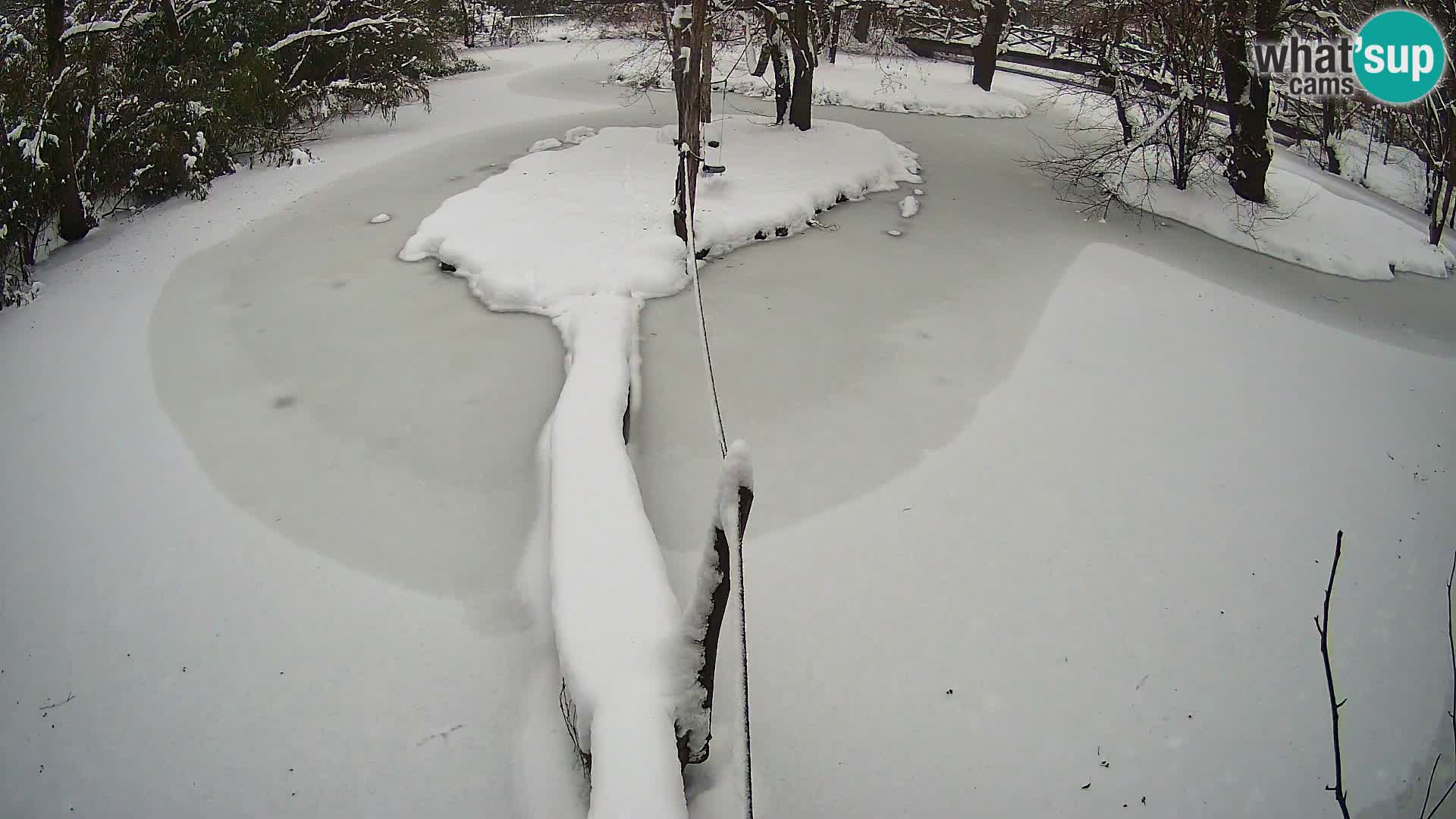 Navadni vari v živo – Ljubljana živalski vrt