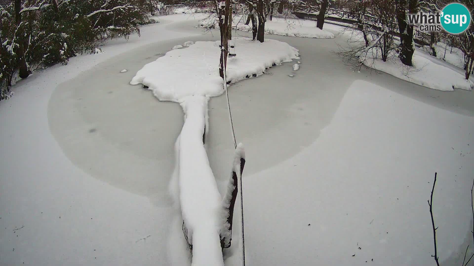 Navadni vari v živo – Ljubljana živalski vrt