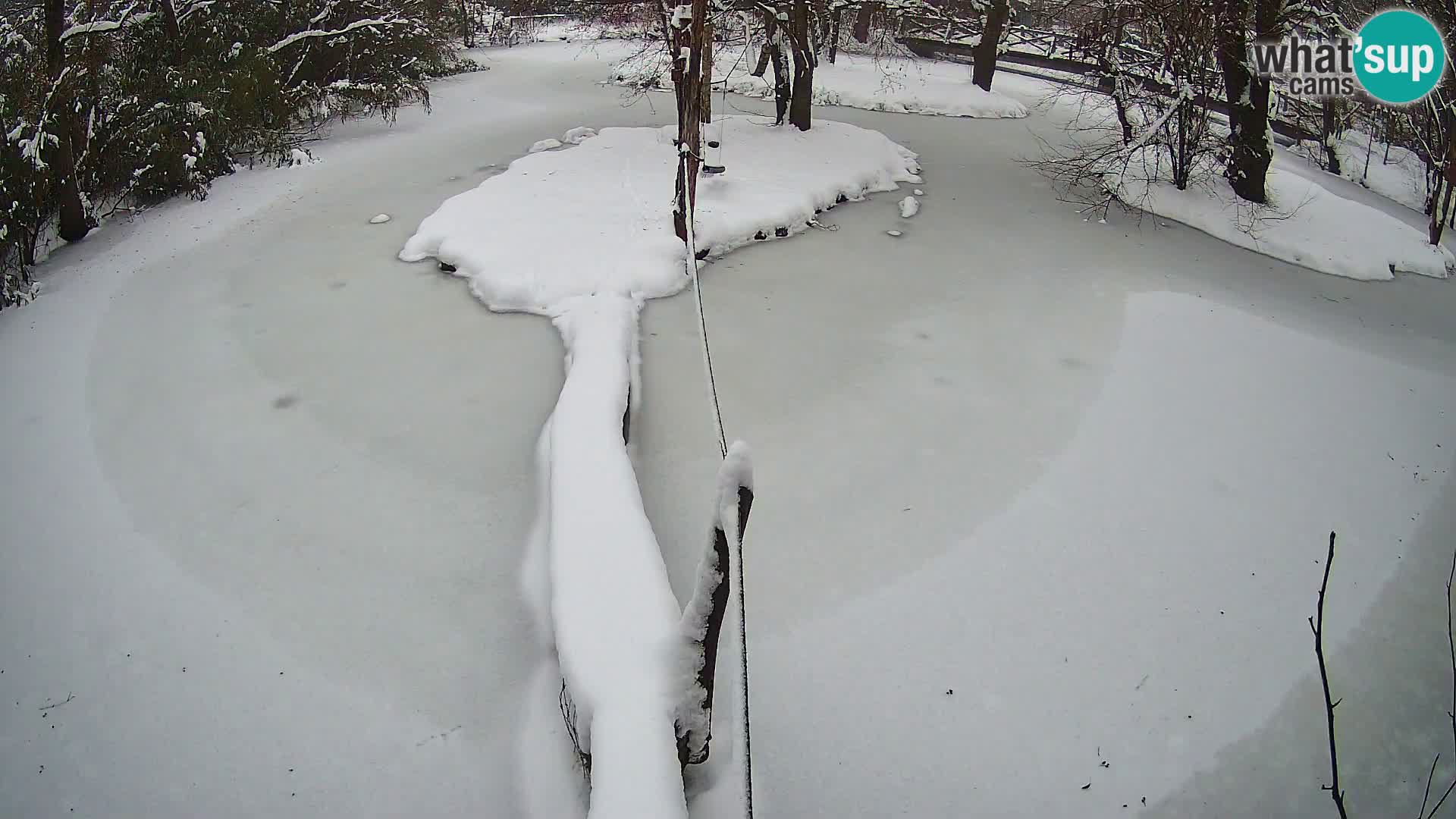 Vari noir et blanc – Ljubljana ZOO  livecam