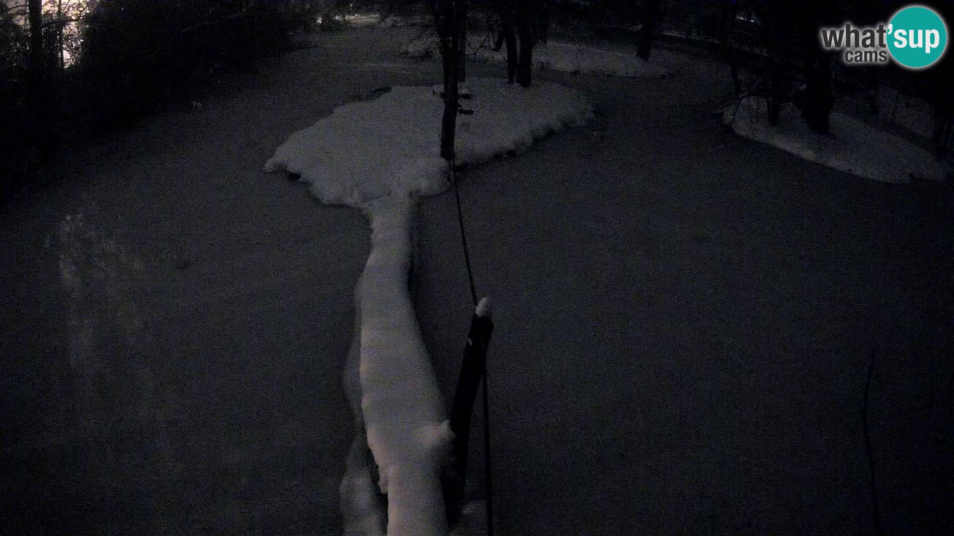 Vari bianconero Zoo Ljubljana webcam