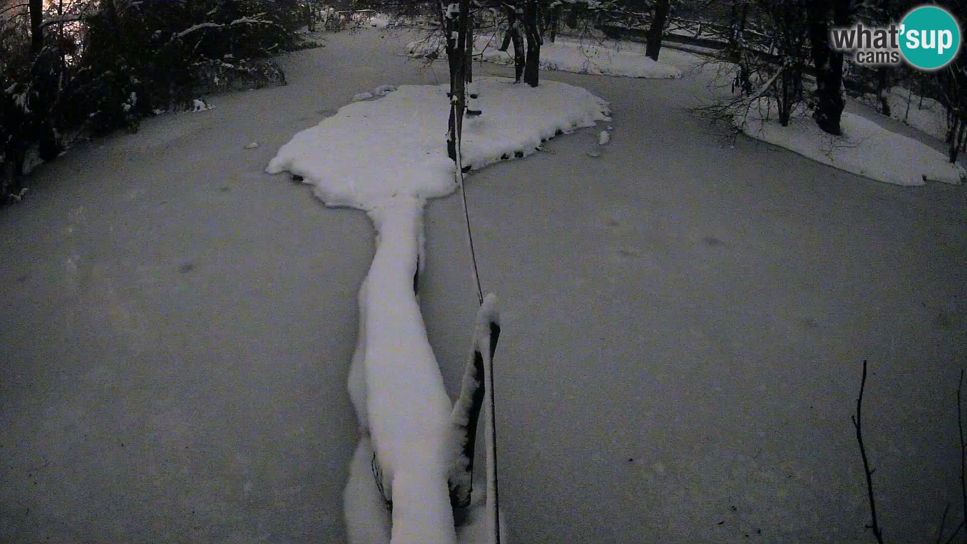 Navadni vari u živo – Ljubljana zoo