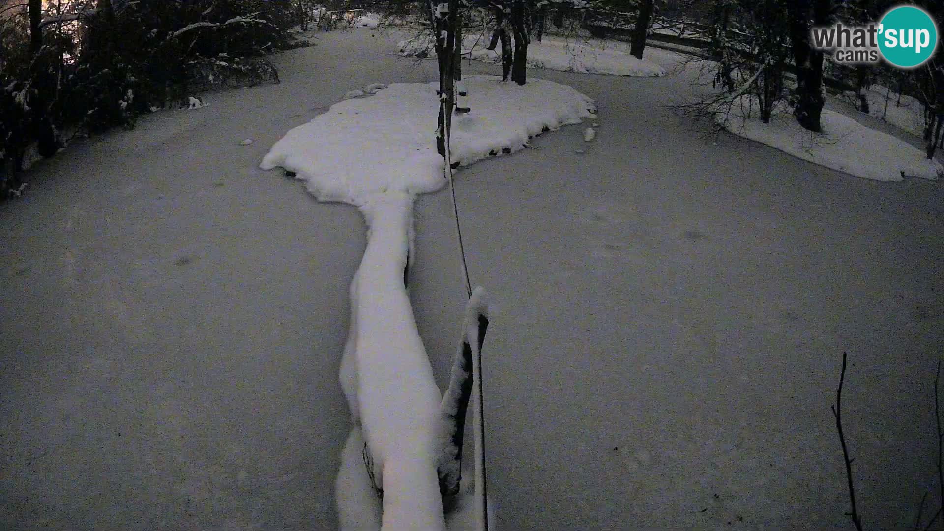 Navadni vari u živo – Ljubljana zoo