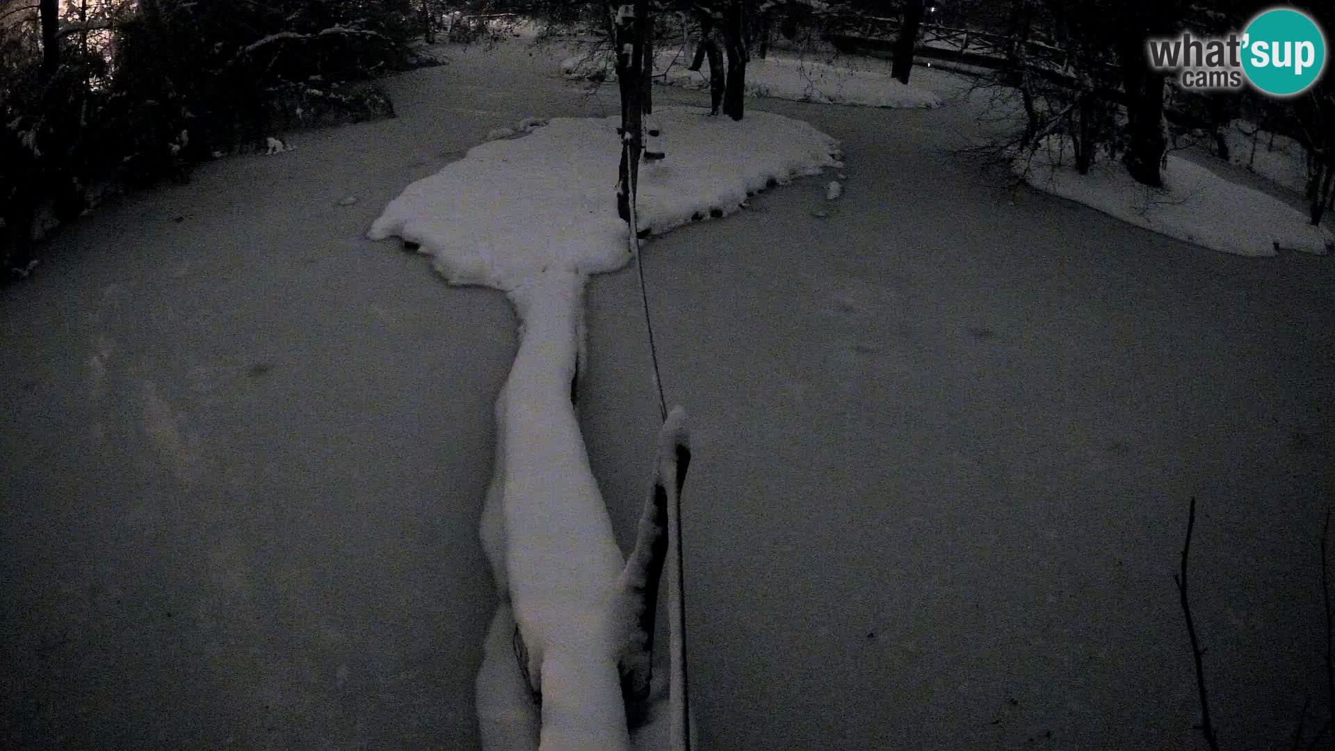 Schwarzweiße Vari Zoo Ljubljana webcam