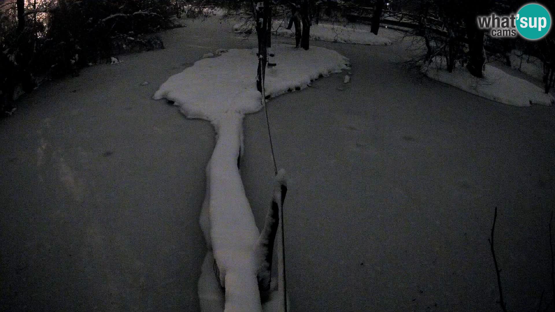 Black and white ruffed lemur Ljubljana Zoo live cam