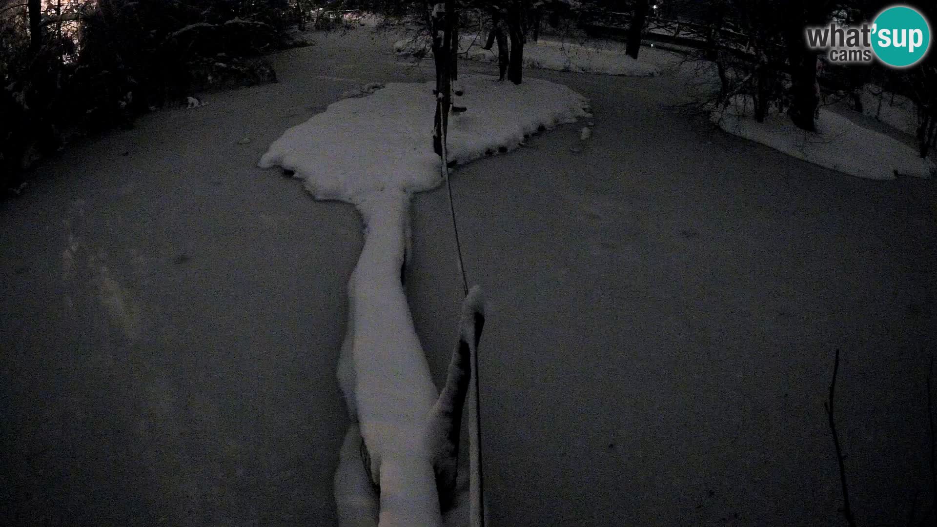 Vari bianconero Zoo Ljubljana webcam