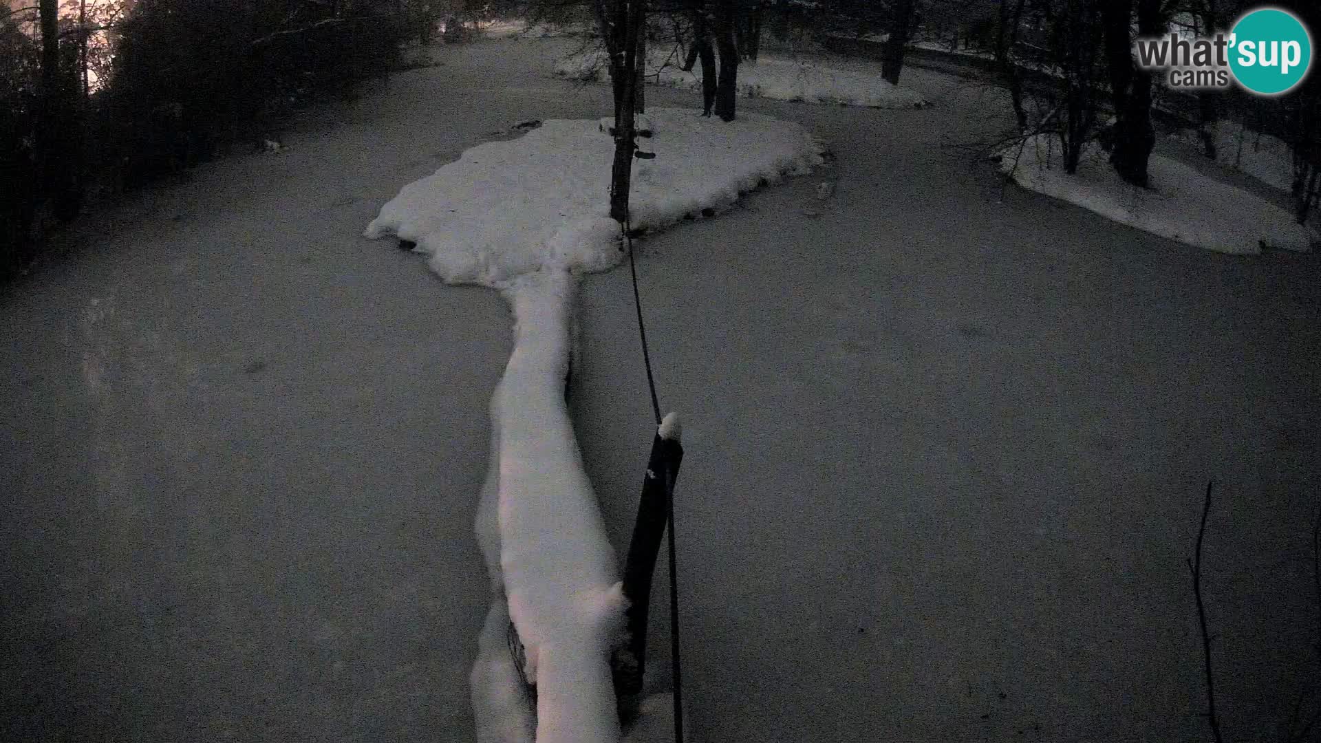 Black and white ruffed lemur Ljubljana Zoo live cam