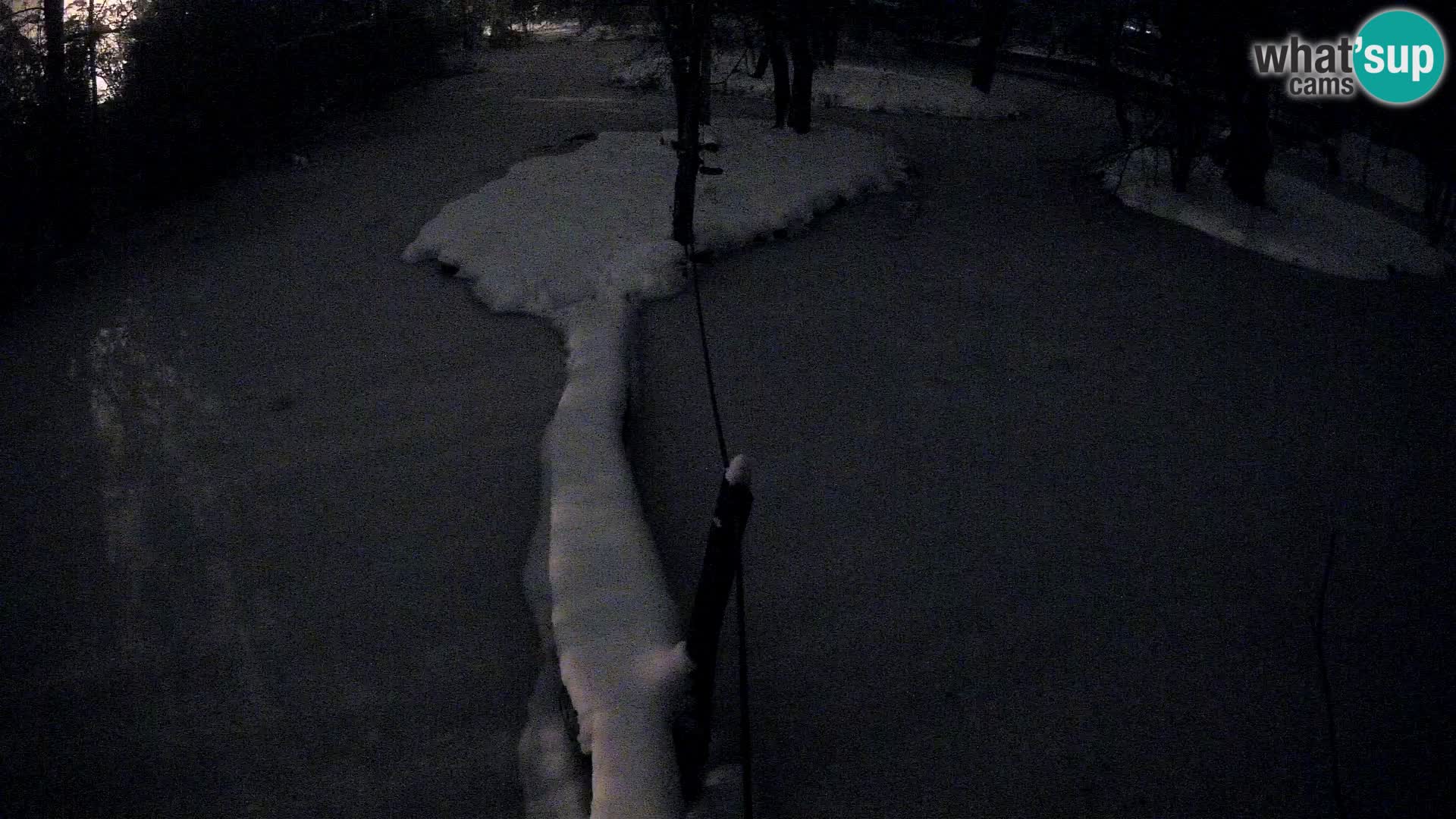 Schwarzweiße Vari Zoo Ljubljana webcam