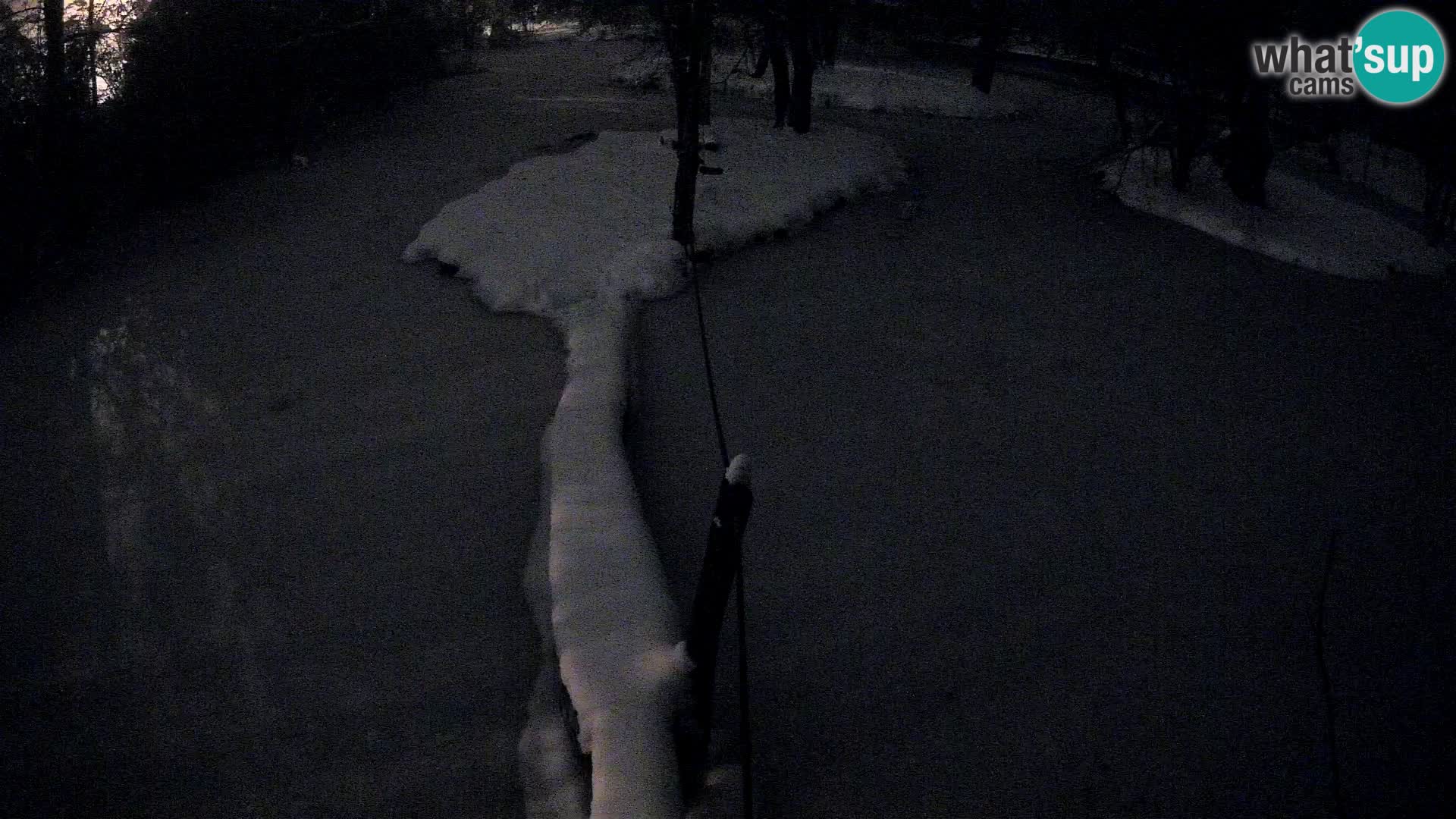 Navadni vari v živo – Ljubljana živalski vrt