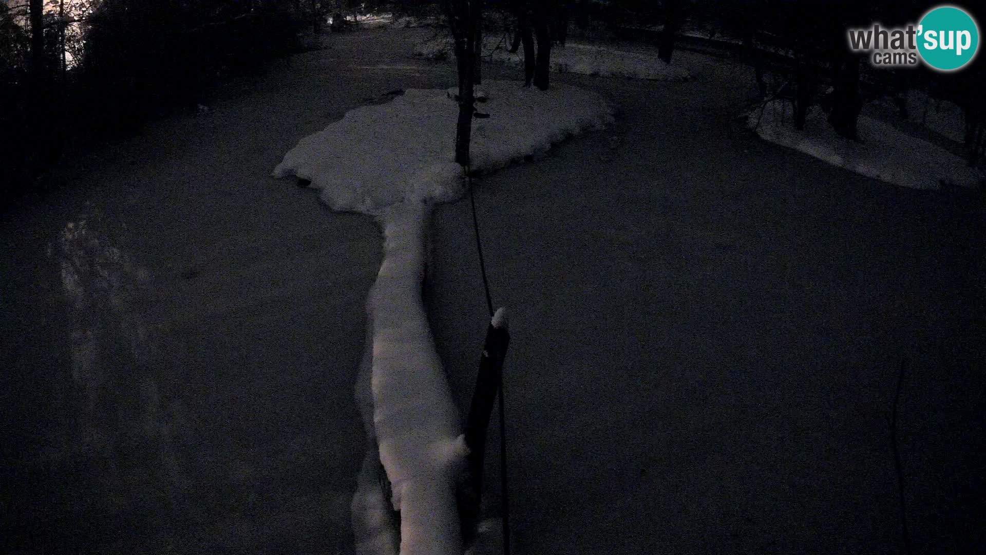 Vari noir et blanc – Ljubljana ZOO  livecam