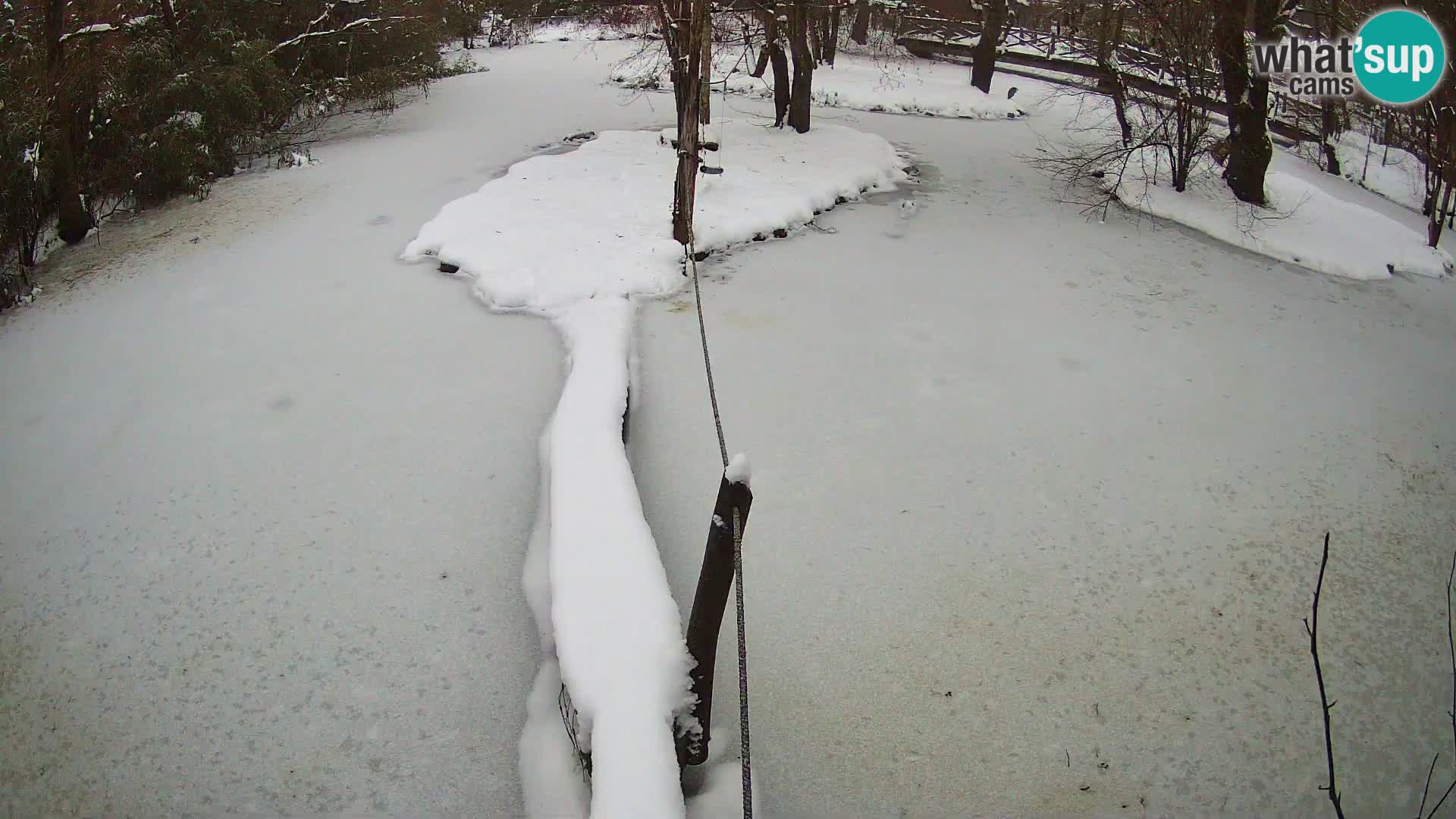 Vari bianconero Zoo Ljubljana webcam