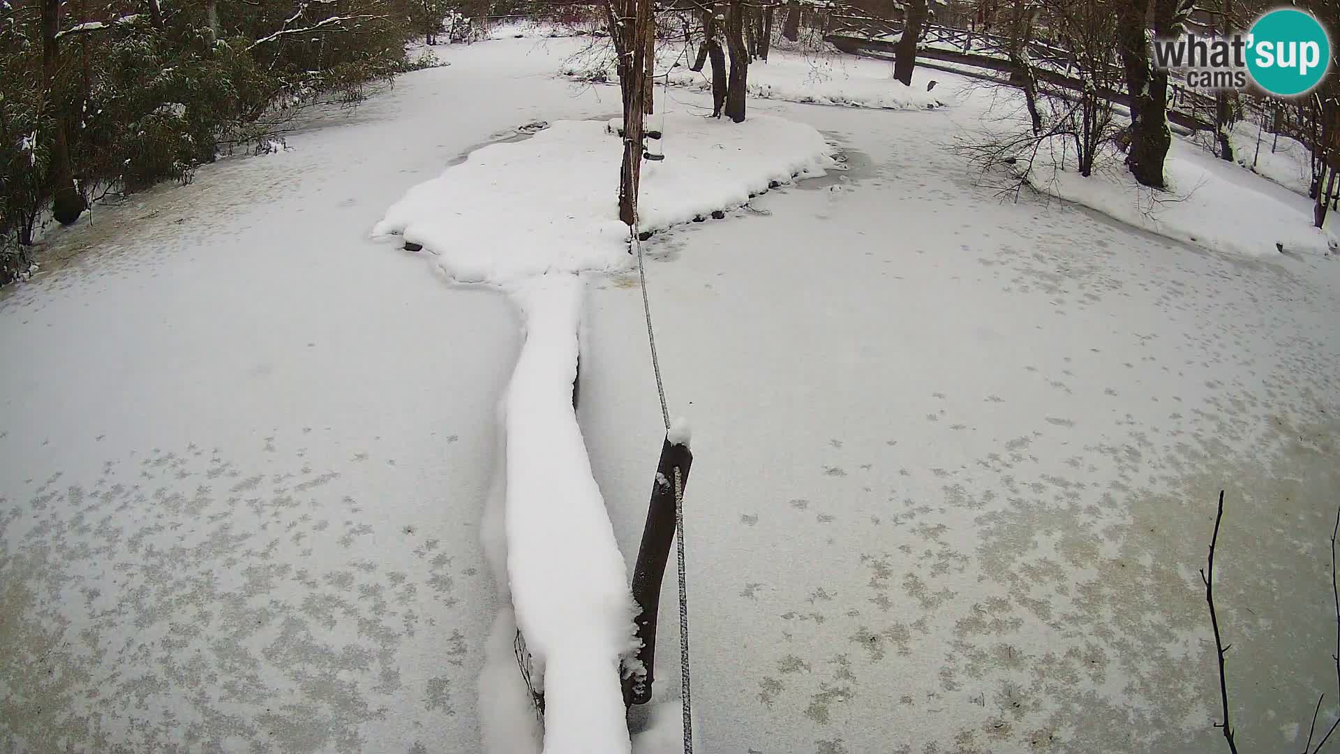Lémur rufo blanco y negro – Ljubljana Zoo en vivo