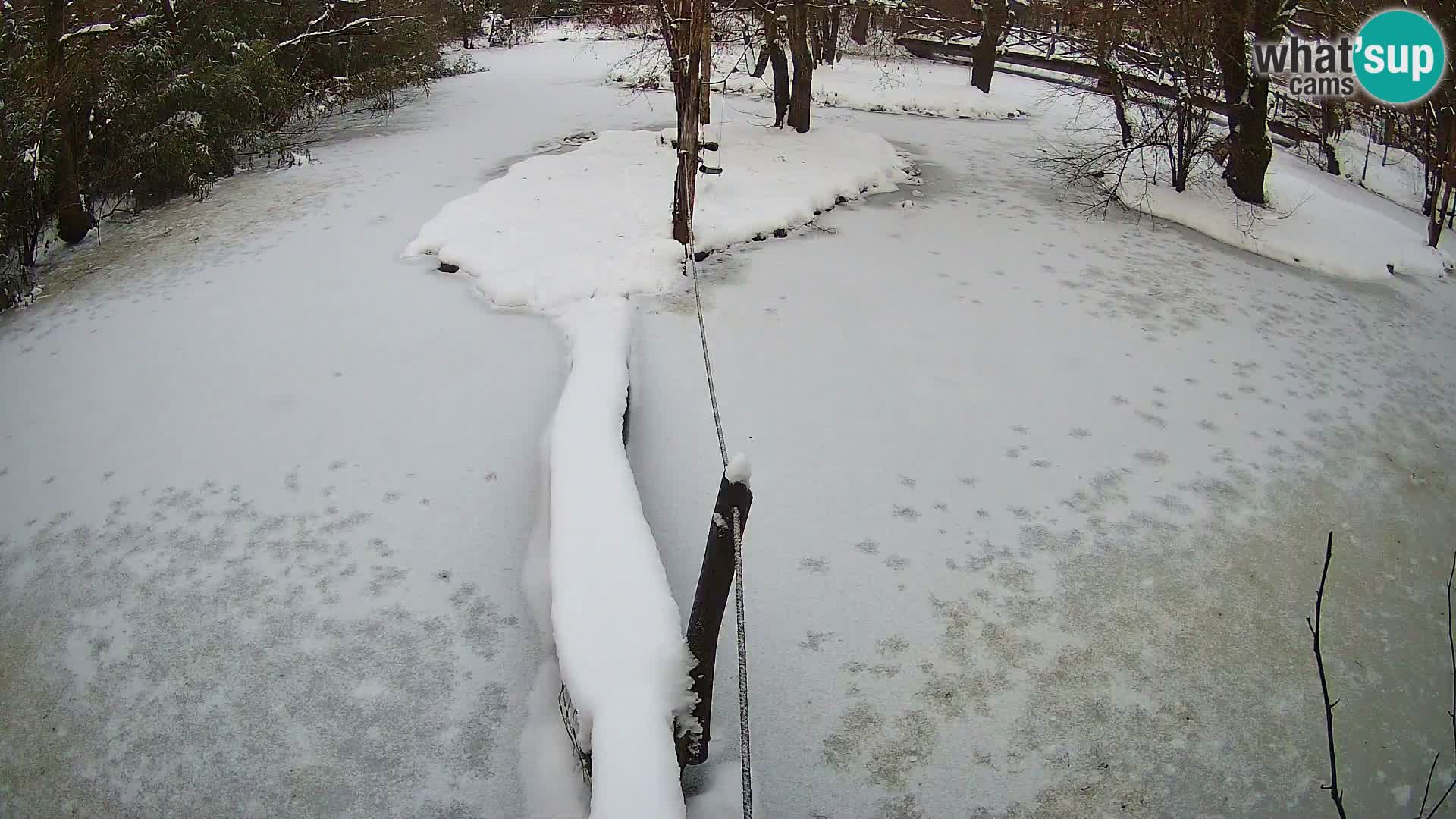 Schwarzweiße Vari Zoo Ljubljana webcam