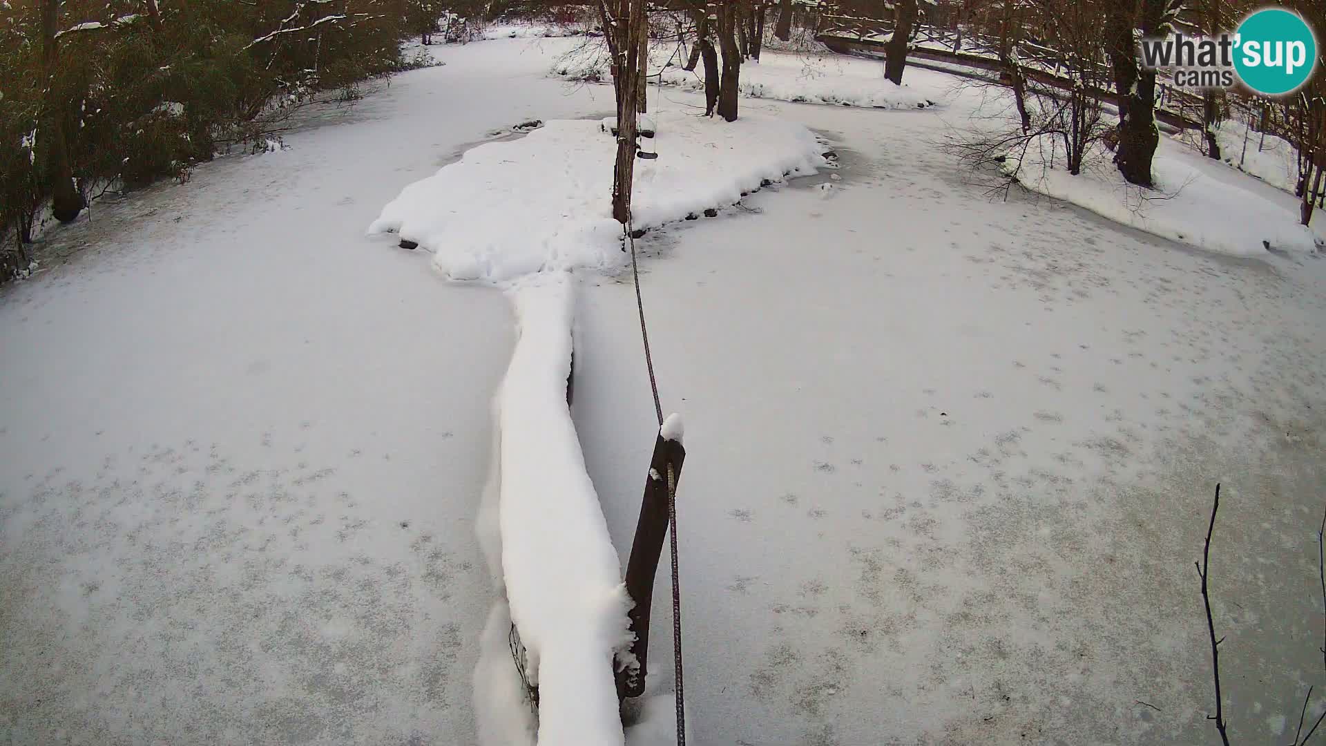 Vari bianconero Zoo Ljubljana webcam