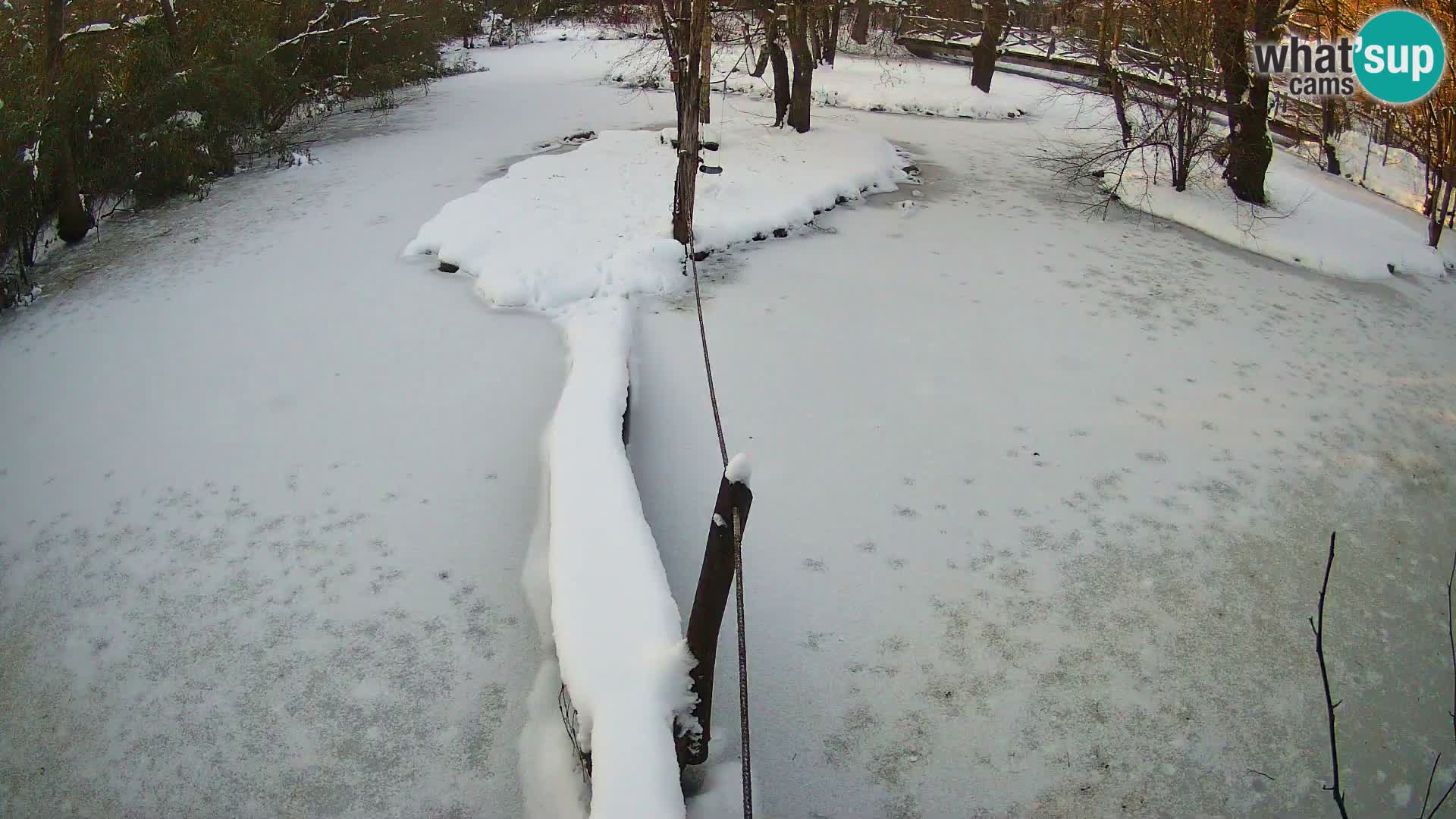 Vari noir et blanc – Ljubljana ZOO  livecam