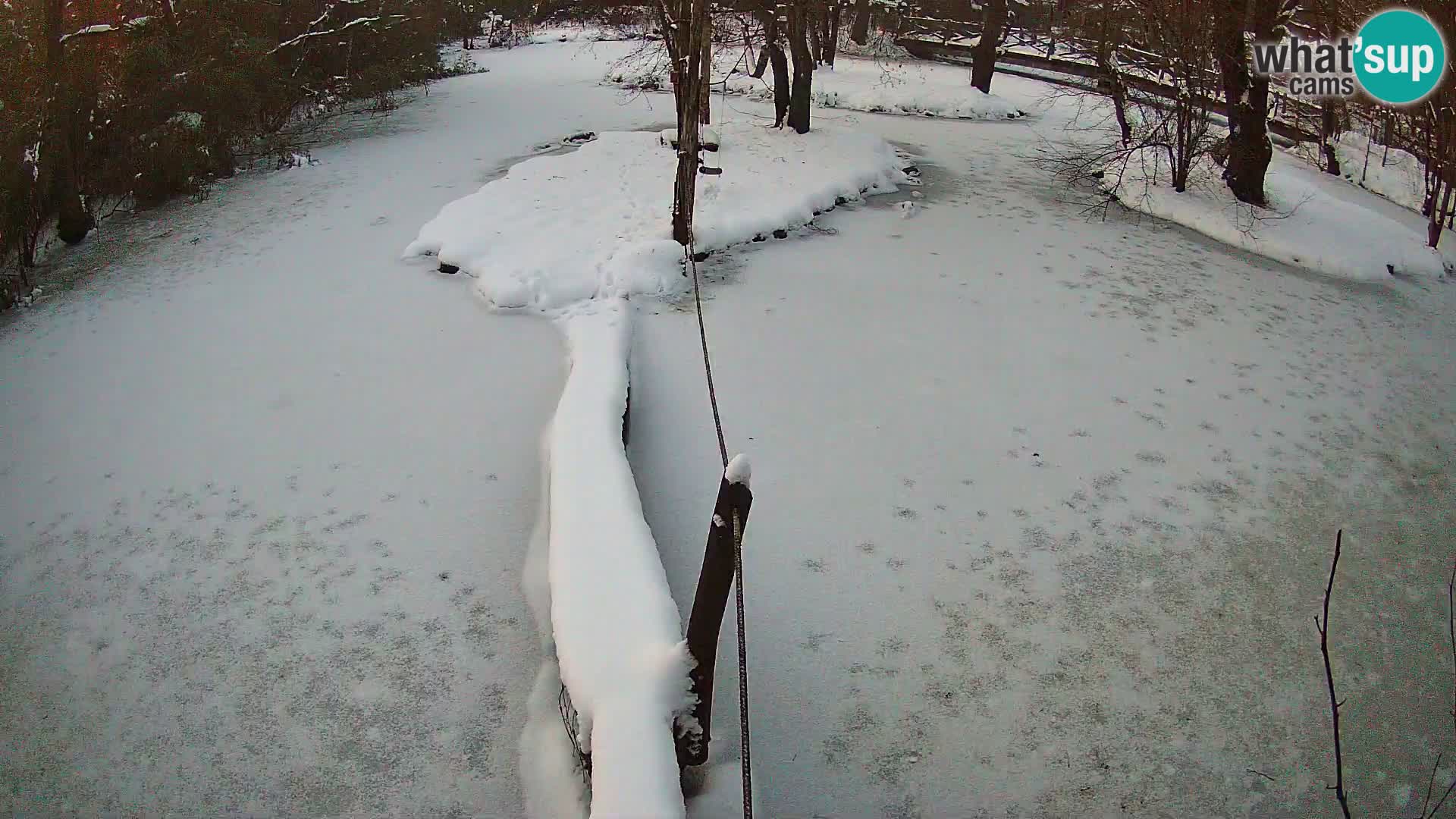 Vari noir et blanc – Ljubljana ZOO  livecam