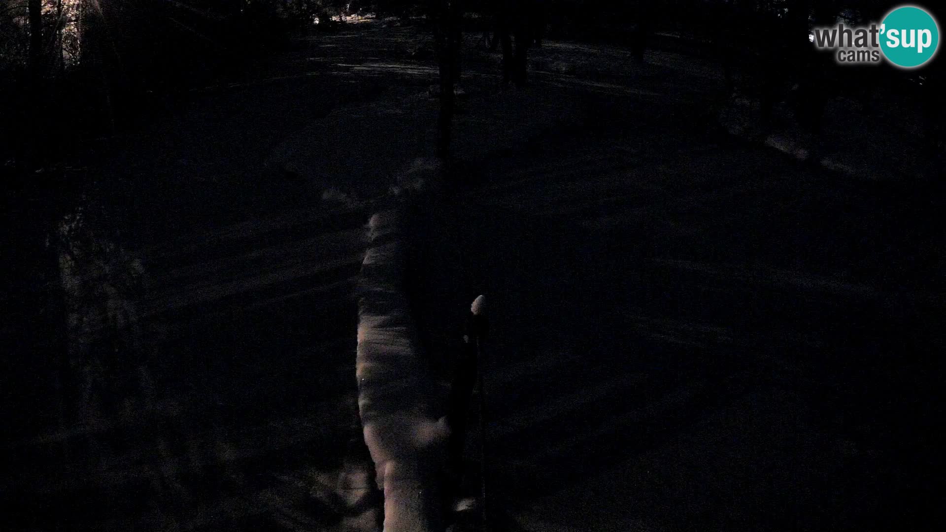 Lémur rufo blanco y negro – Ljubljana Zoo en vivo