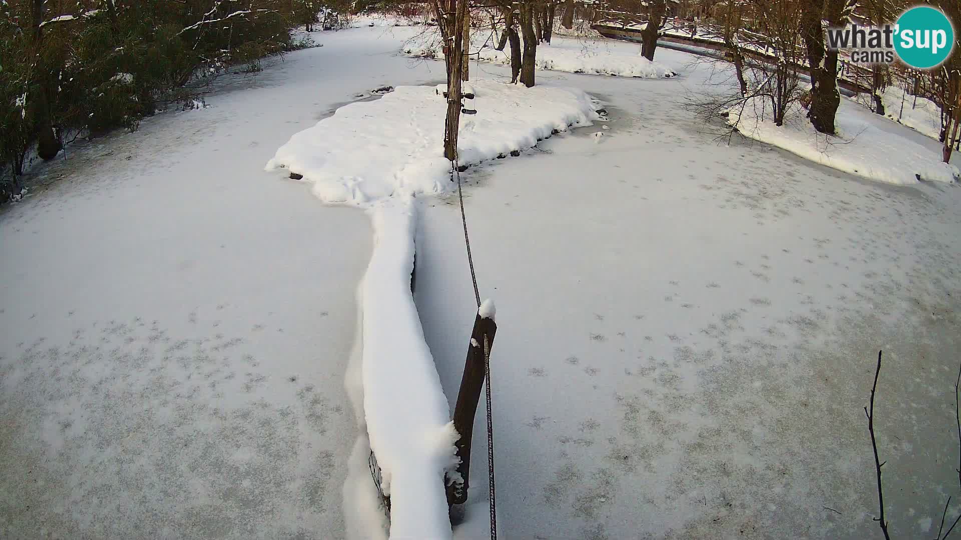 Lémur rufo blanco y negro – Ljubljana Zoo en vivo