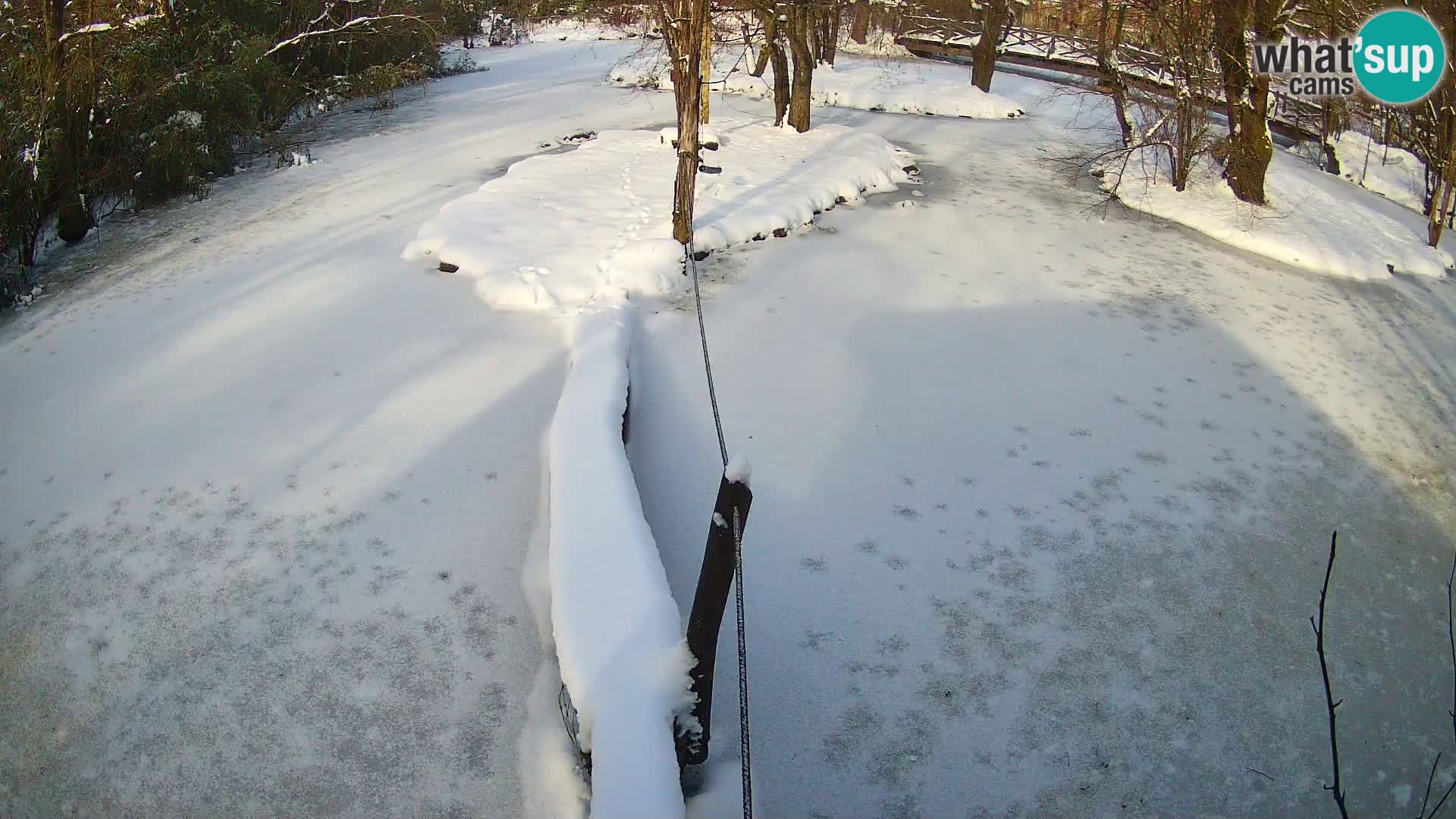 Black and white ruffed lemur Ljubljana Zoo live cam