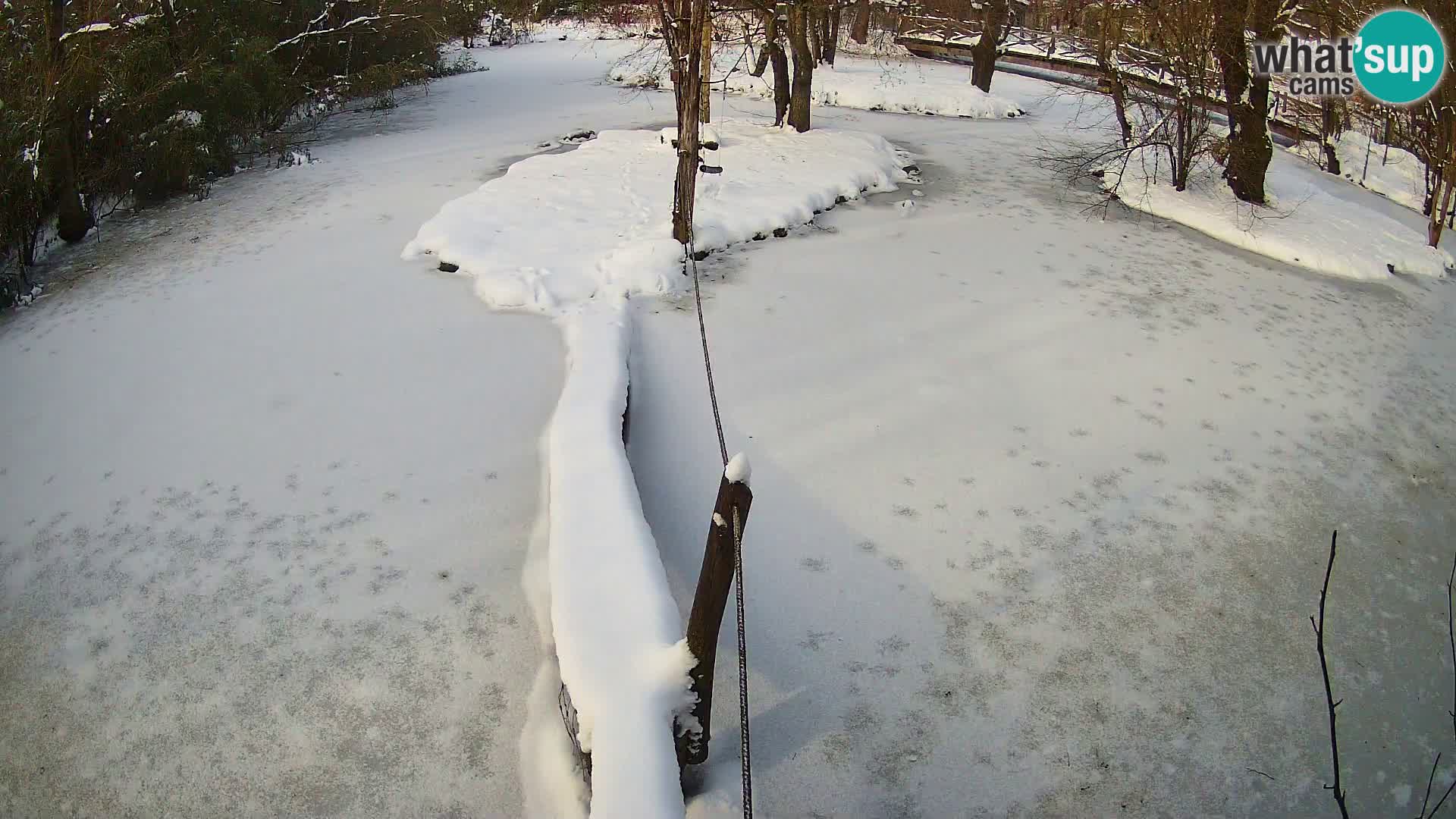 Navadni vari v živo – Ljubljana živalski vrt