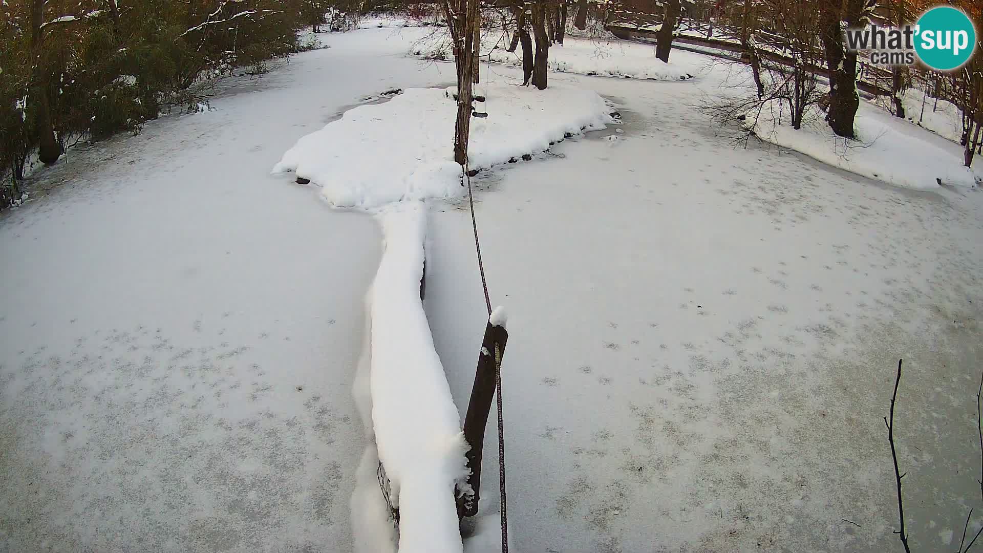Schwarzweiße Vari Zoo Ljubljana webcam
