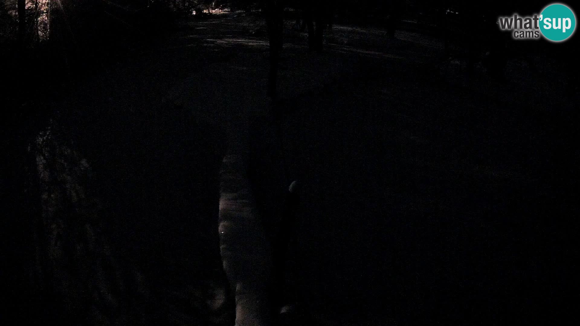 Vari bianconero Zoo Ljubljana webcam