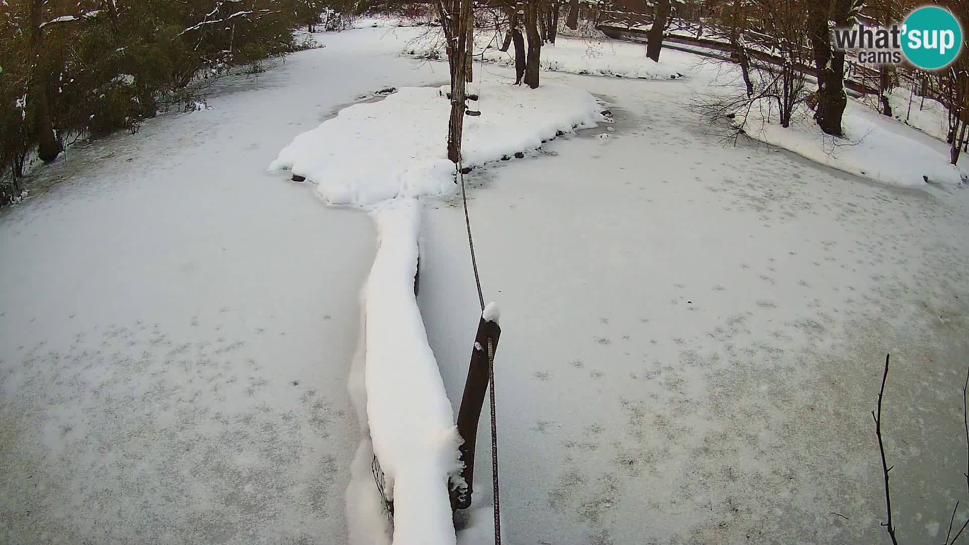 Lémur rufo blanco y negro – Ljubljana Zoo en vivo