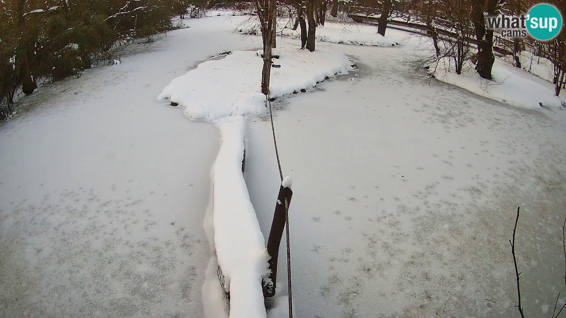 Navadni vari u živo – Ljubljana zoo
