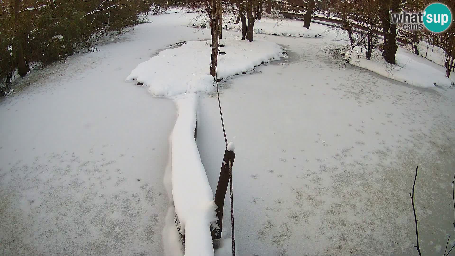 Lémur rufo blanco y negro – Ljubljana Zoo en vivo