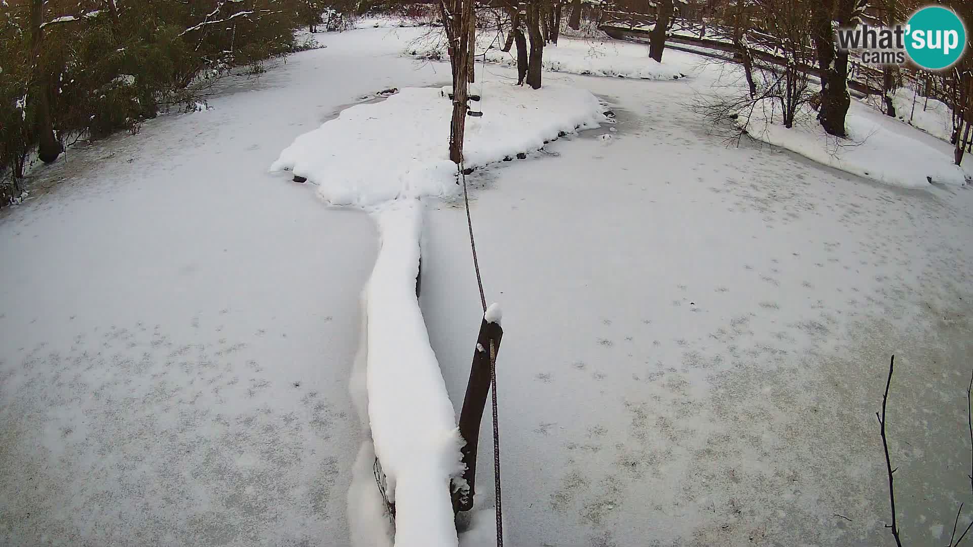 Schwarzweiße Vari Zoo Ljubljana webcam
