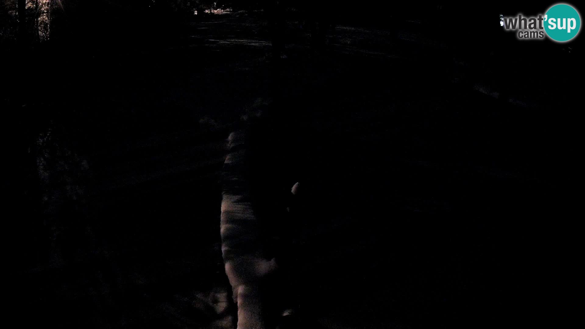 Navadni vari u živo – Ljubljana zoo