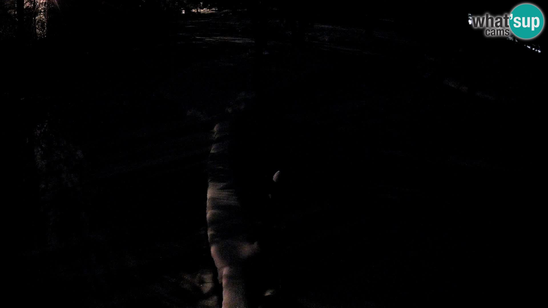 Vari noir et blanc – Ljubljana ZOO  livecam