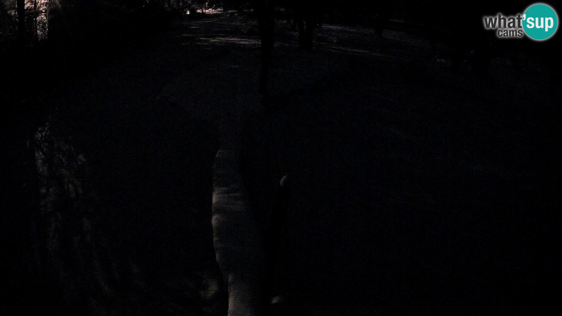 Vari noir et blanc – Ljubljana ZOO livecam