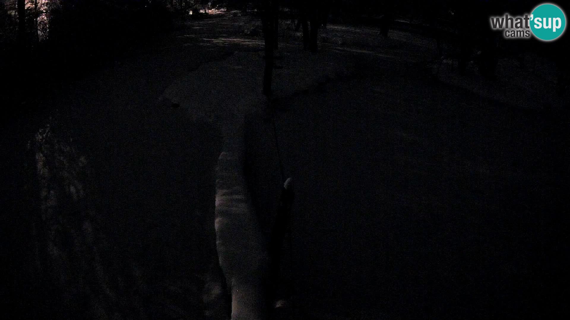 Schwarzweiße Vari Zoo Ljubljana webcam