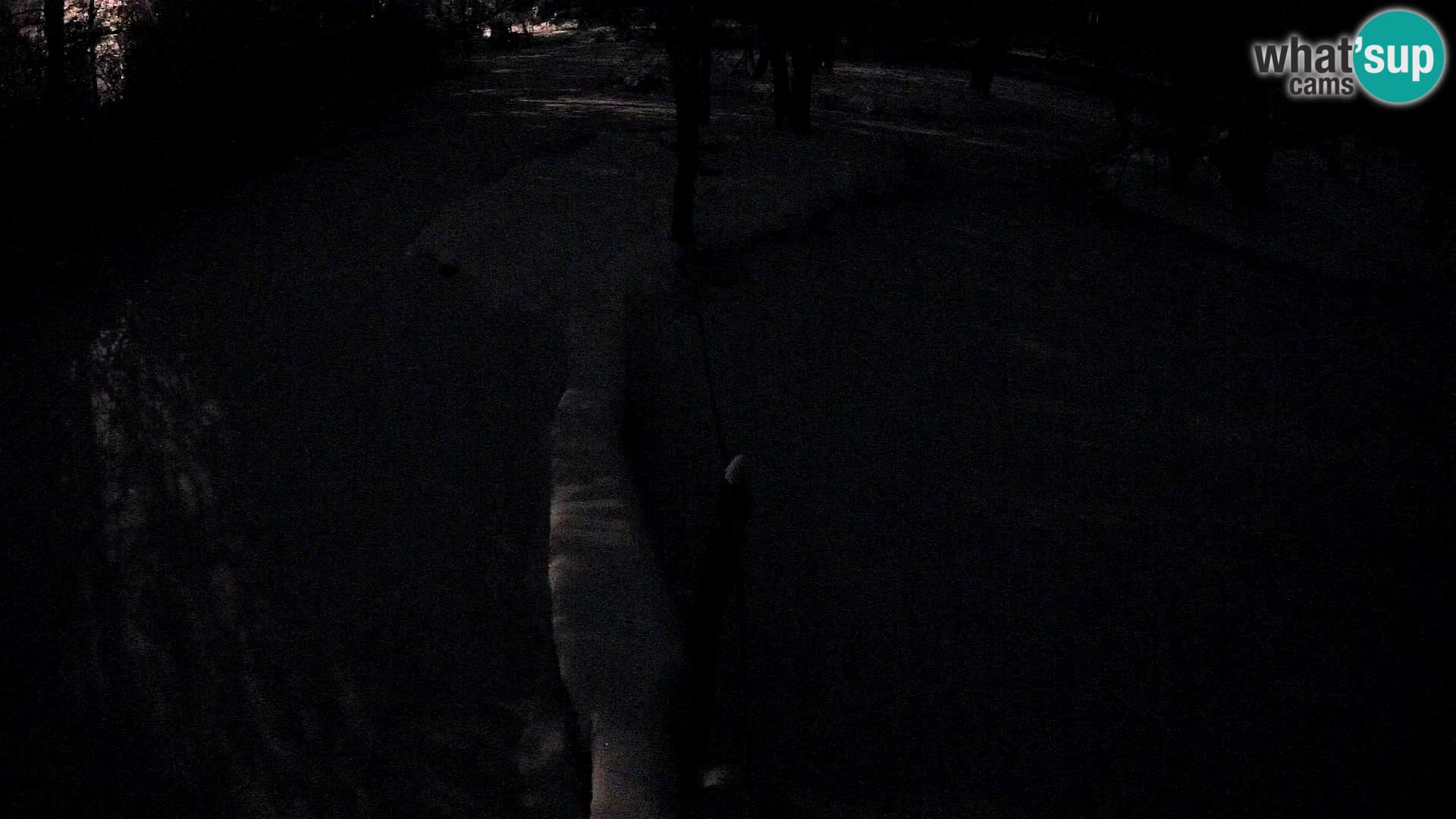 Vari bianconero Zoo Ljubljana webcam