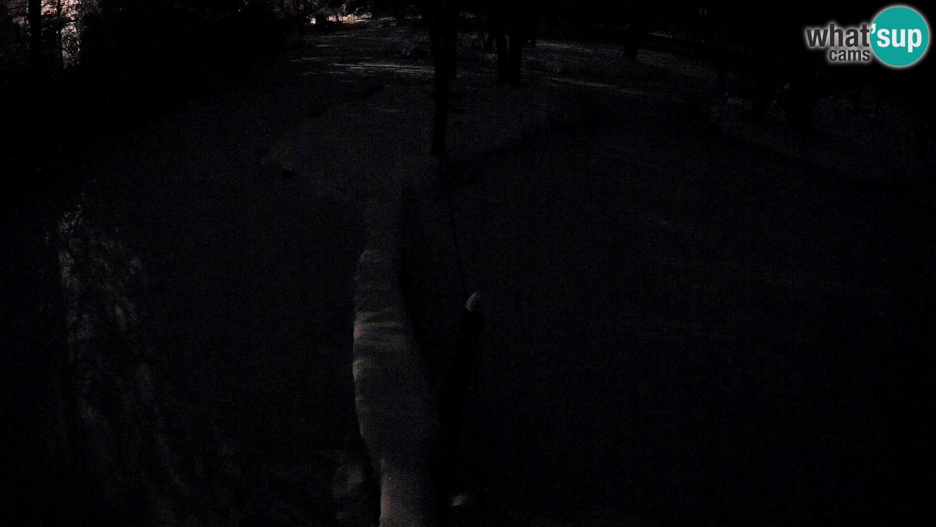 Vari bianconero Zoo Ljubljana webcam