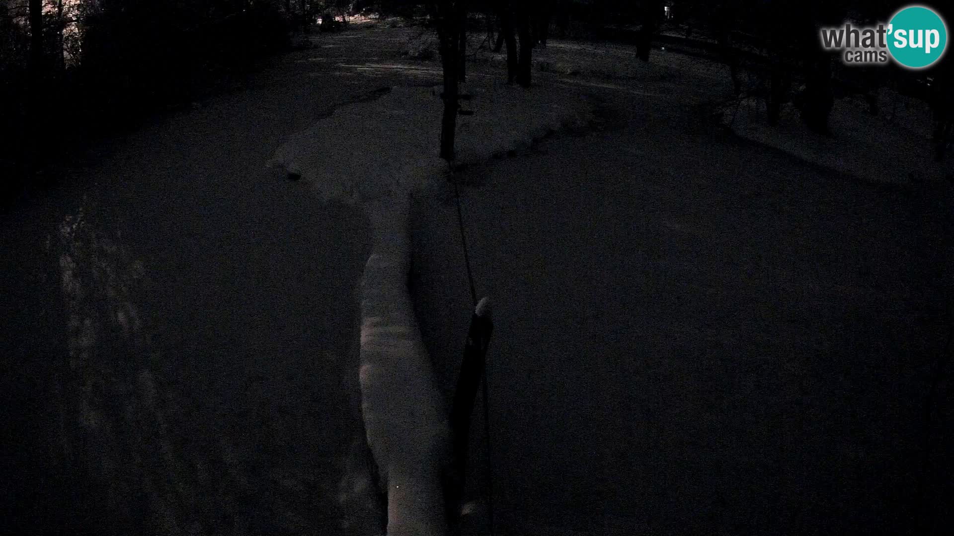 Vari bianconero Zoo Ljubljana webcam