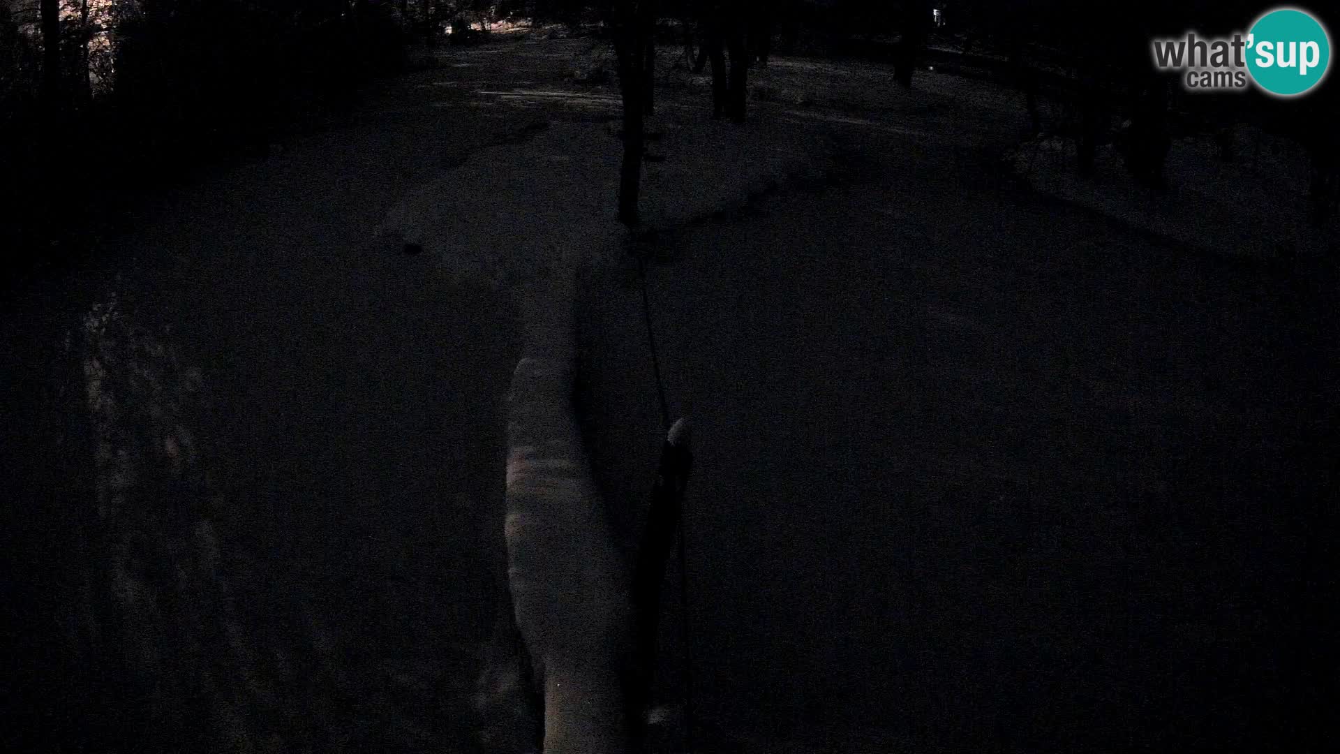 Navadni vari v živo – Ljubljana živalski vrt