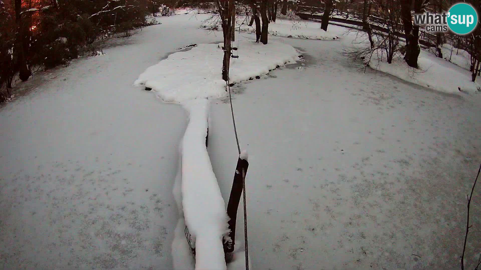 Vari noir et blanc – Ljubljana ZOO  livecam