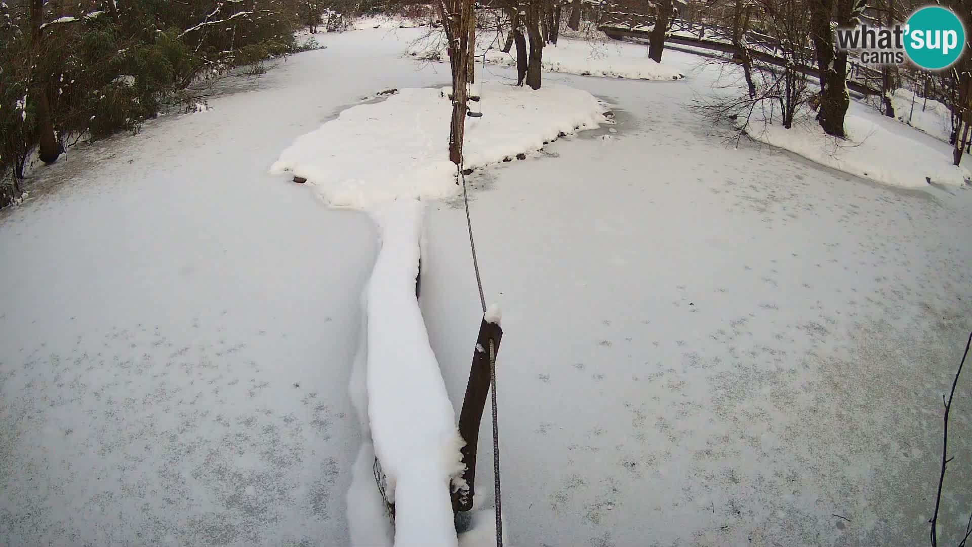 Navadni vari v živo – Ljubljana živalski vrt