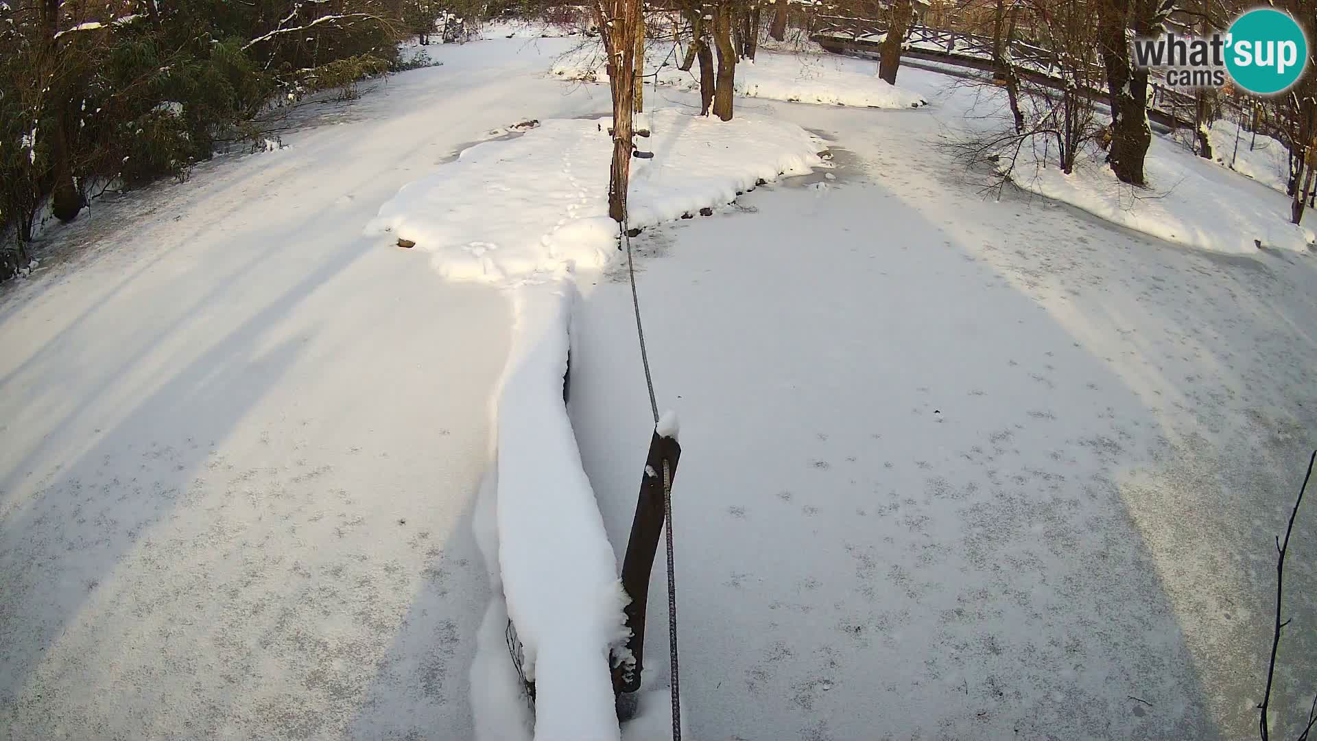 Black and white ruffed lemur Ljubljana Zoo live cam