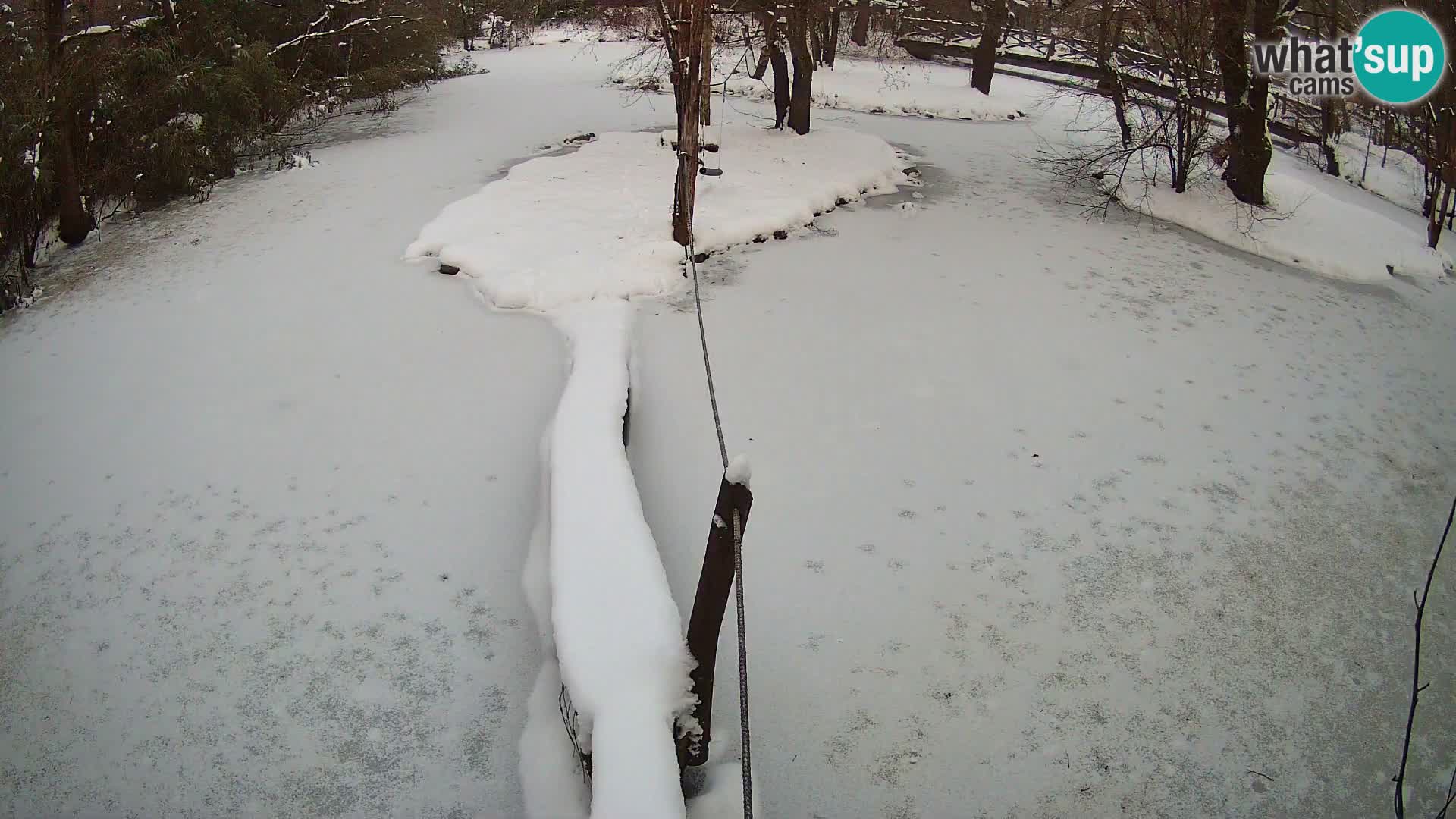 Lémur rufo blanco y negro – Ljubljana Zoo en vivo