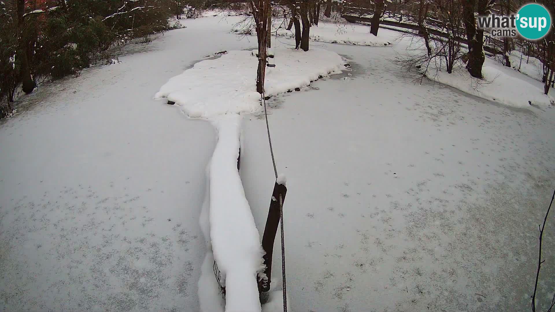 Navadni vari v živo – Ljubljana živalski vrt