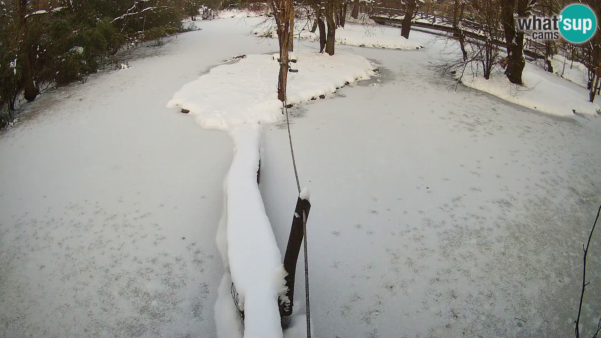 Schwarzweiße Vari Zoo Ljubljana webcam